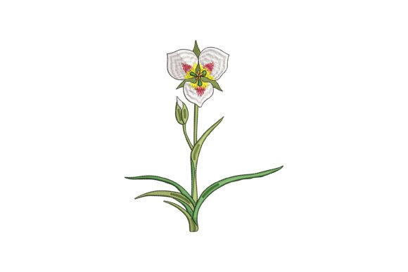 Sego Lily Bloom: A Touch of Elegance